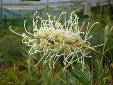 Grevillea Moonlight 400 mm