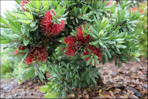 Callistemon Viminalis 'better John LJ1' 200mm