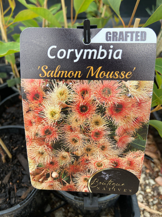 Grafted Corymbia 140mm