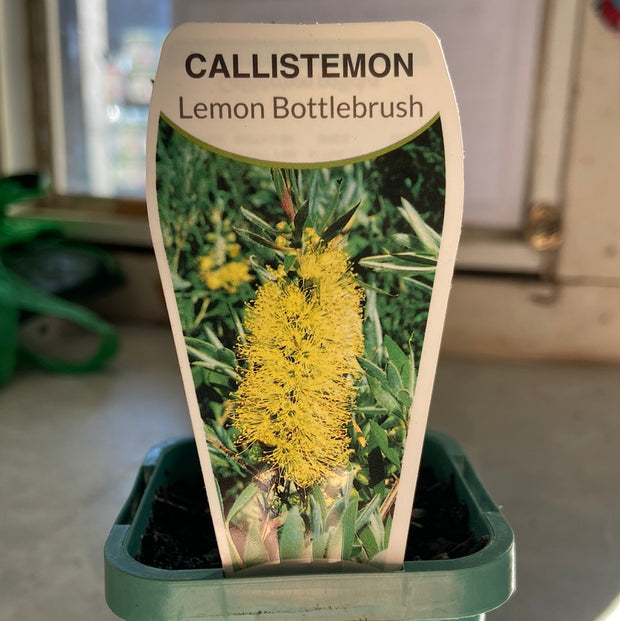 Callistemon Pallidus Yellow Tube