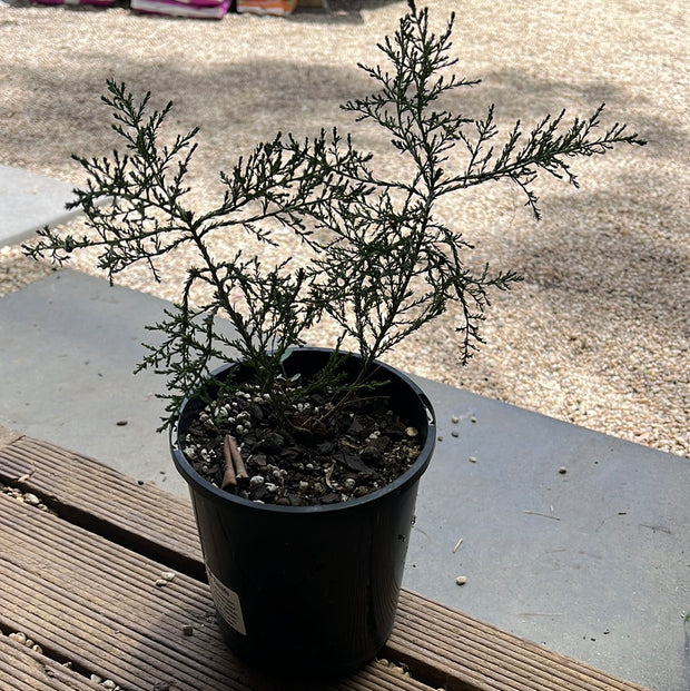 Olearia teretifolia ‘Cypress Daisy Bush’ 140mm
