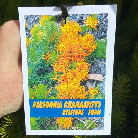 Persoonia Rylstone Form - 140mm