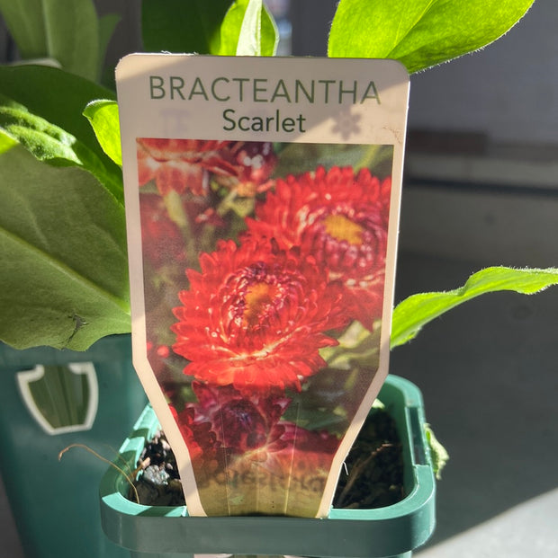 Bracteantha scarlet Tube