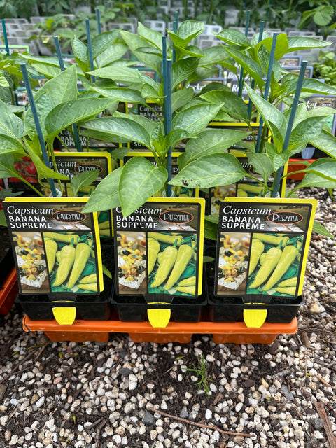 Capsicum Banana Supreme Maxi