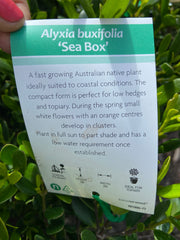 Alyxia buxifolia 180mm