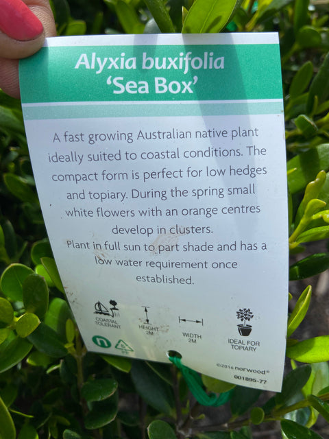 Alyxia buxifolia TUBE