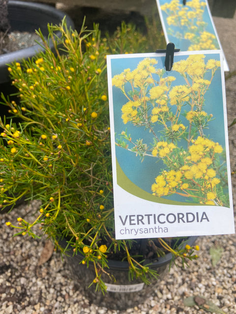 Verticordia chrysantha 200mm
