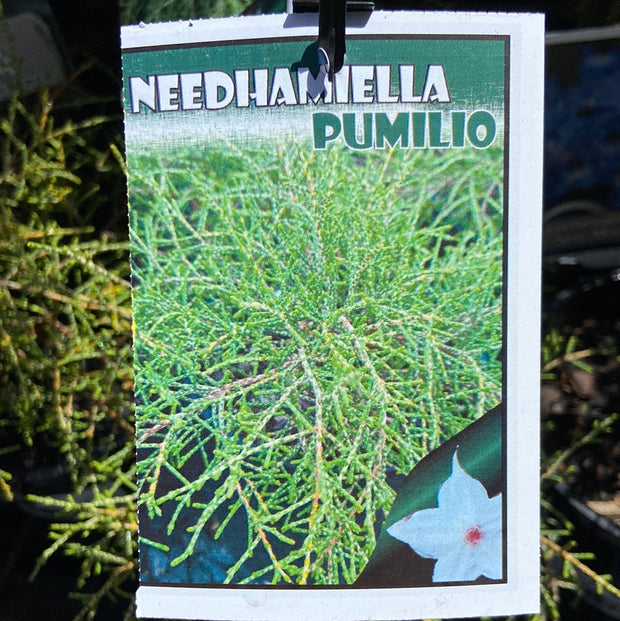 Needhamiella pumilio - 140 mm