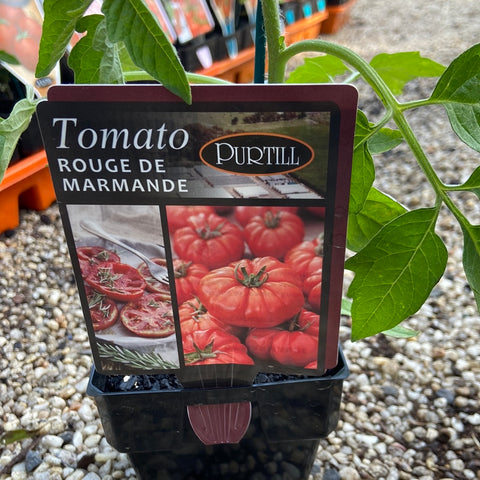 Tomato Rouge de Marmande