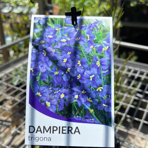 Dampiera trigona 140mm