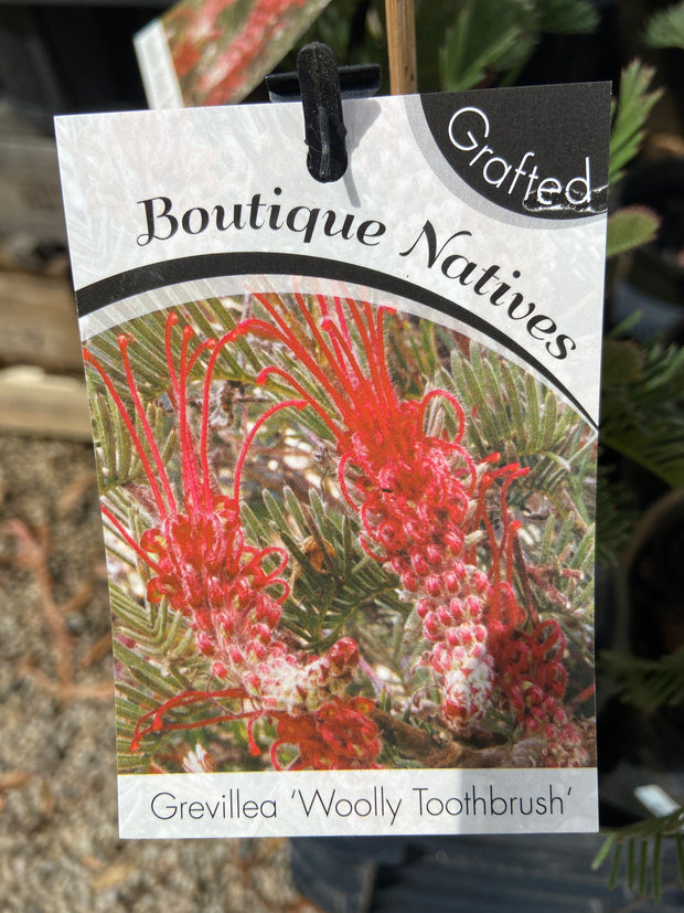 Grafted Grevillea's 140mm