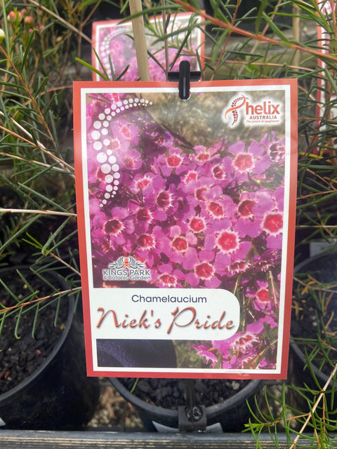 Chamelaucium Nieks Pride 140mm