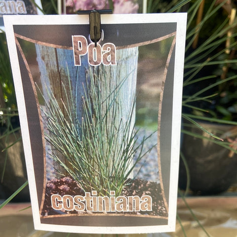 Poa costiniana 140mm