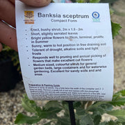 Banksia sceptrum dwarf - 140 mm