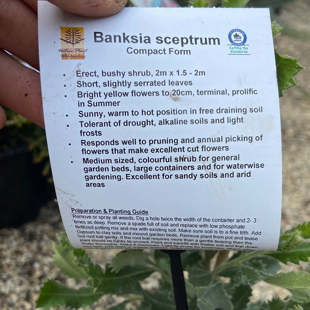 Banksia sceptrum dwarf - LARGE TUBE