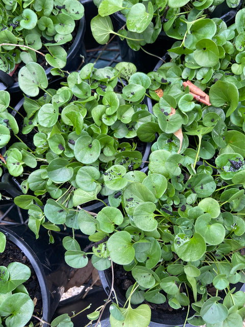 Dichondra Repens 140mm