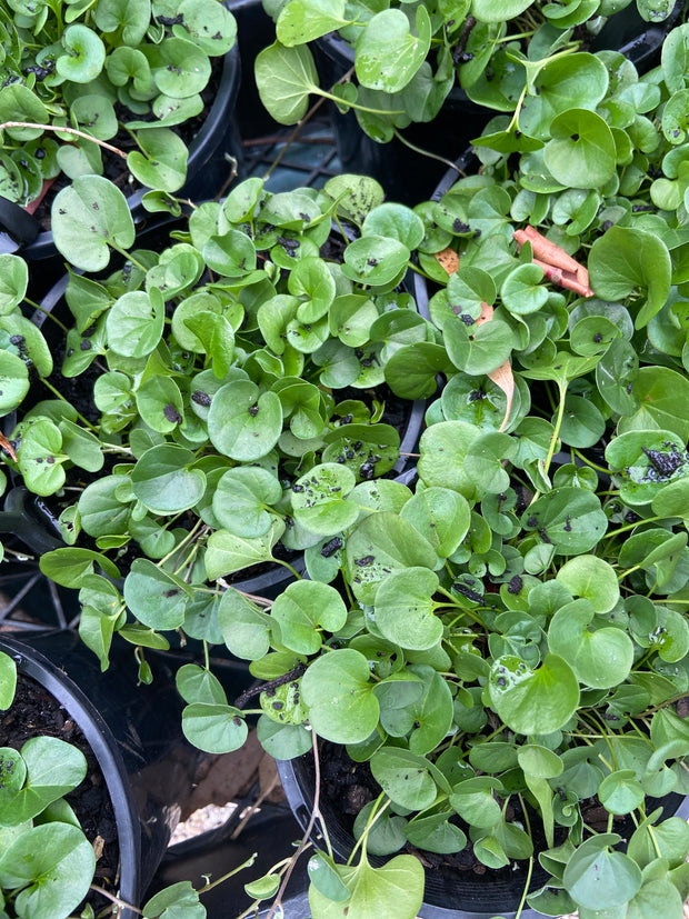 Dichondra Repens 140mm