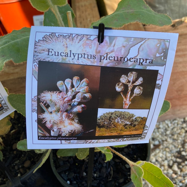 Eucalyptus pleurocarpa LARGE TUBE