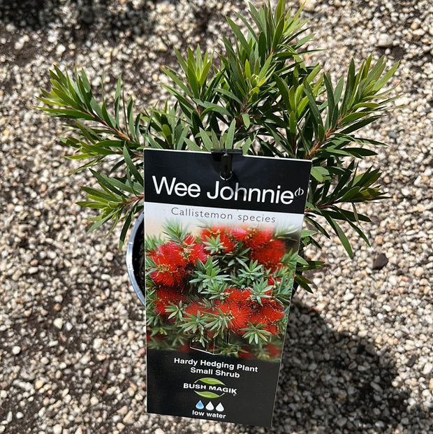 Callistemon 'Wee Johnnie' Tube