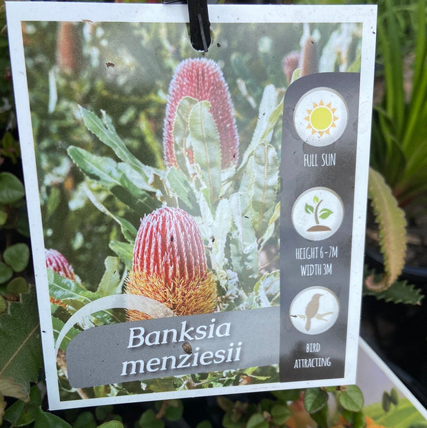 Banksia Menziesii 140mm