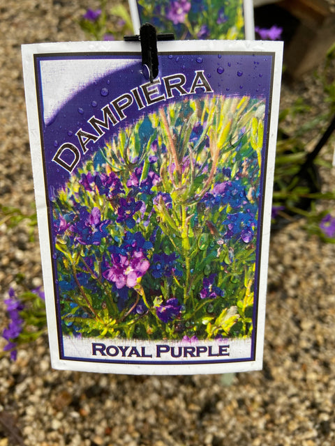 Dampiera Royal Purple 200mm