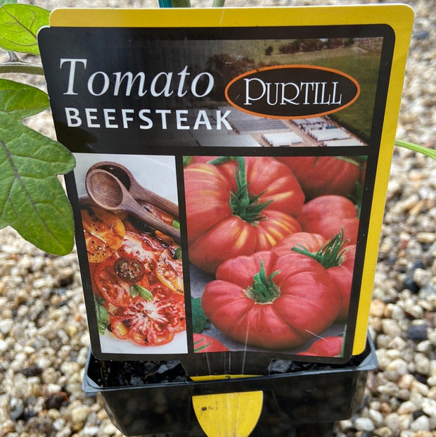 Tomato beefsteak Purtill Maxi