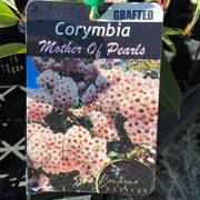 Corymbia Grafted MaxiTUBE