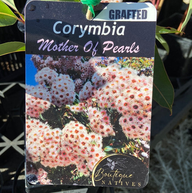 Corymbia Grafted MaxiTUBE