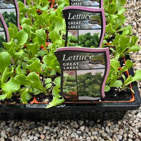 Lettuce ‘Great Lakes’ - Purtill