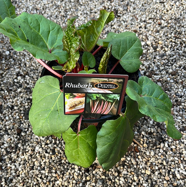 Purtill Rhubarb 180mm