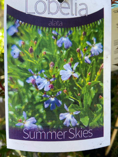 Lobelia alata Summer Skies