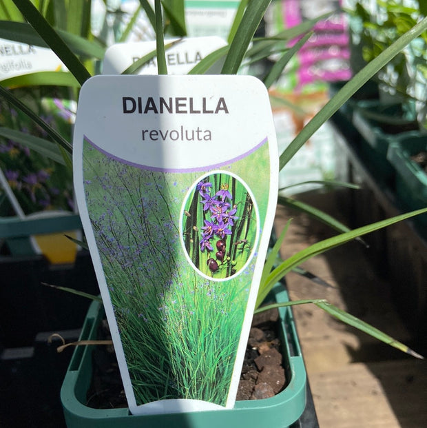 Dianella revoluta blue-flax lily Tube