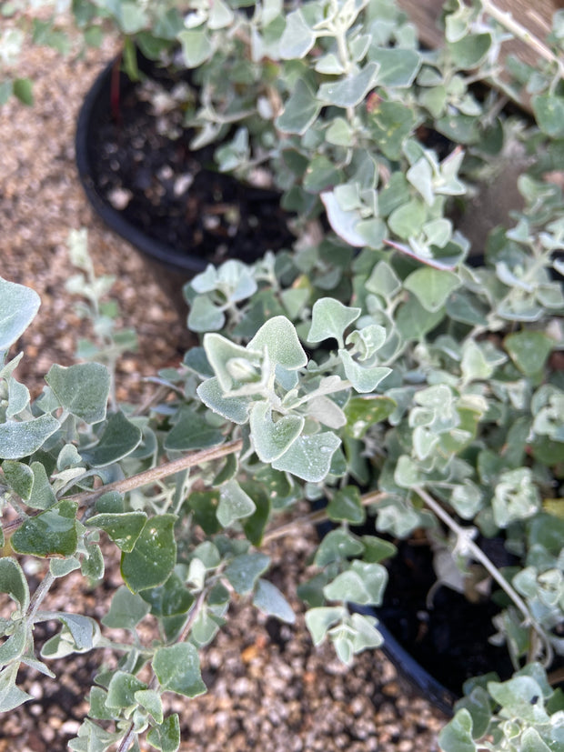 Rhagodia Silver Border 200mm