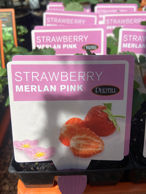 Strawberry Merlin pink maxi