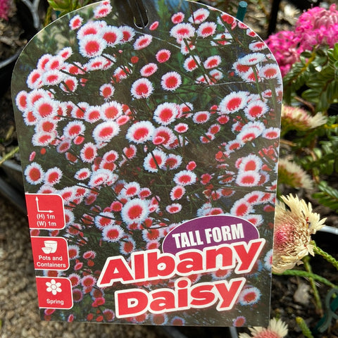 Actinodium Cunninghamii 'Albany Daisy' TALL FORM 140mm