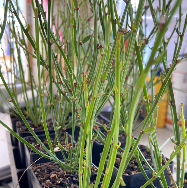 Amperea Xiphoclada 'Broom spurge' TUBE