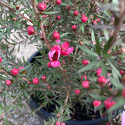 Leptospermum 'Wiri Dona' 200mm