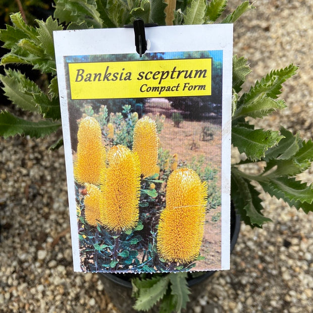 Banksia sceptrum dwarf - 140 mm
