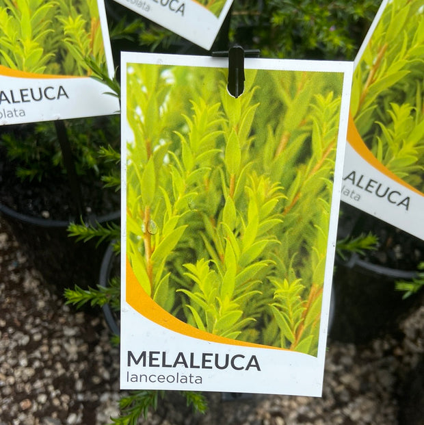 Melaleuca lanceolata 'Moonah' 140mm