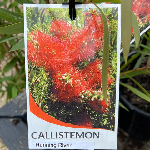 Callistemon Running river 140mm
