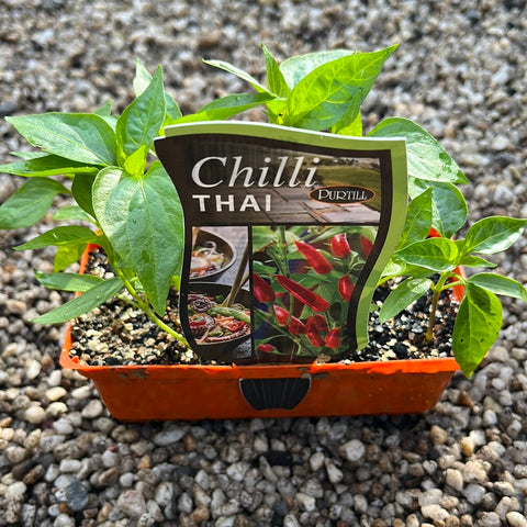 Chilli ‘Thai’ - Purtill