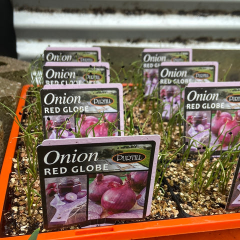 Onion red Globe lg punnet