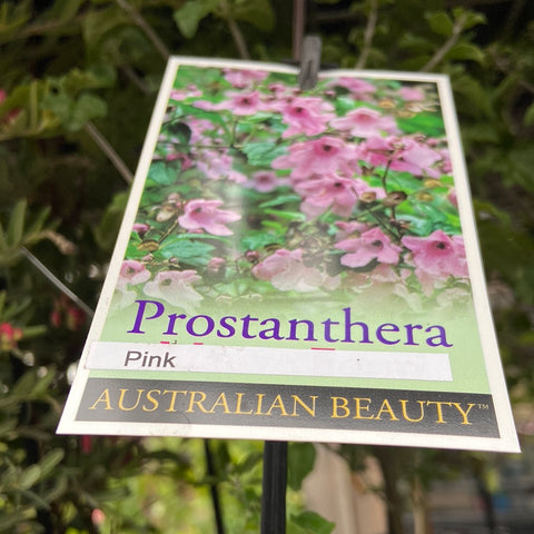 Prostanthera melissifolia pink 140mm