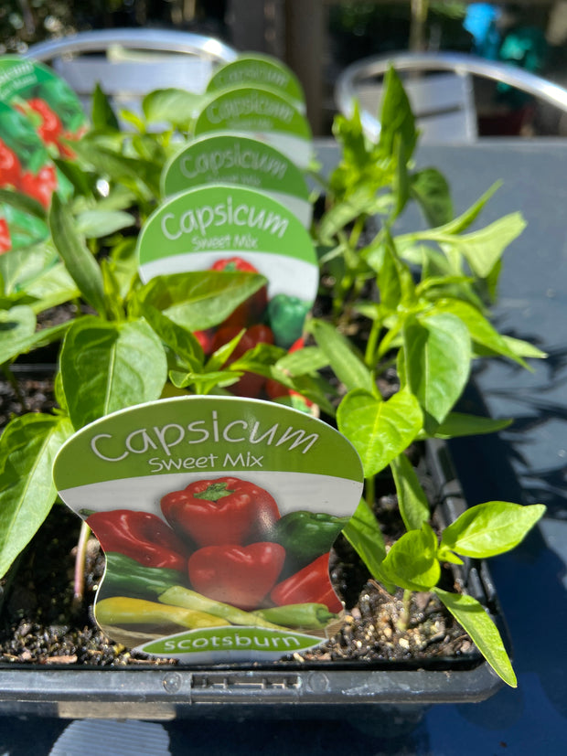 Capsicum sweet mix Scotsburn