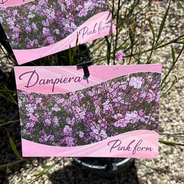 Dampiera trigona Pink Form 140mm