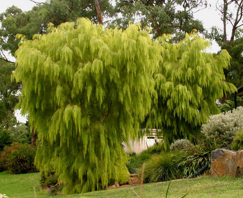 Acacia Cognata 'Lime Magik' 180mm