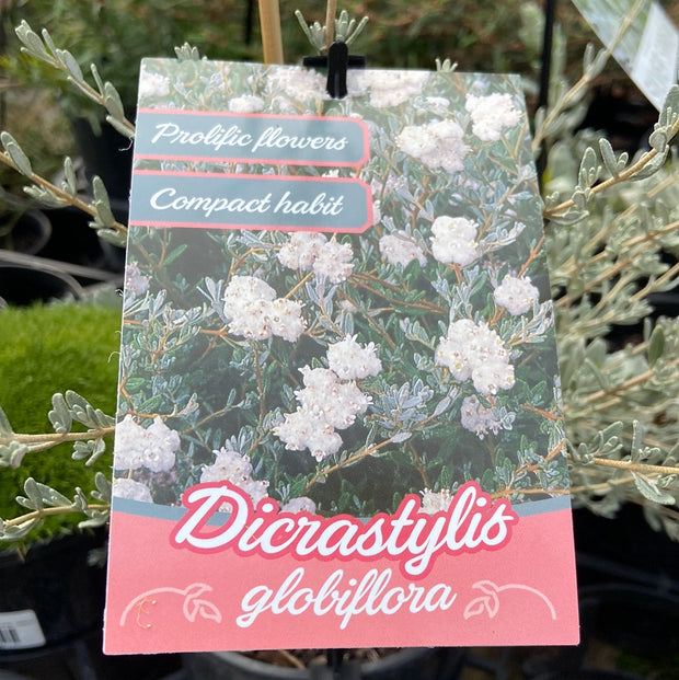 Dicrastylis globiflora 140mm