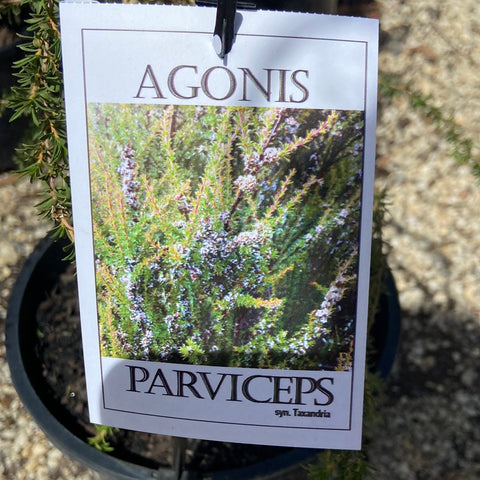 Agonis parviceps 200 mm