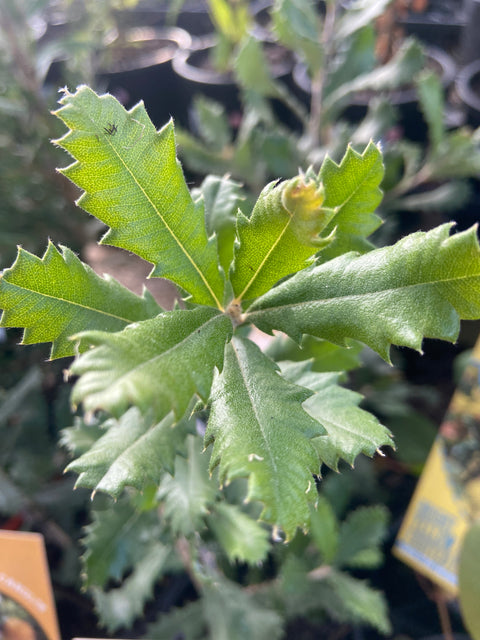 Banksia epica 140mm