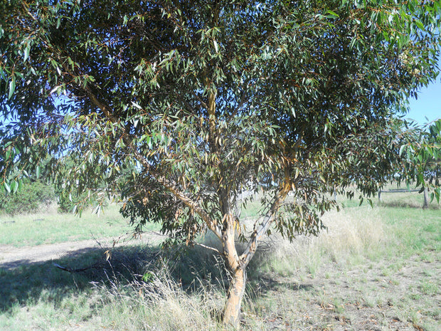 Eucalyptus Cladocalyx Nana Tube
